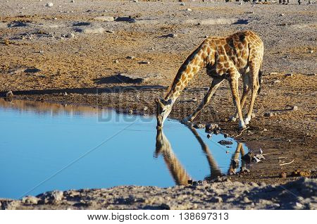 Wild animals of Africa. Etosha National Park