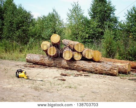 Felled logs of wood on the ground in the forest. Power saw.