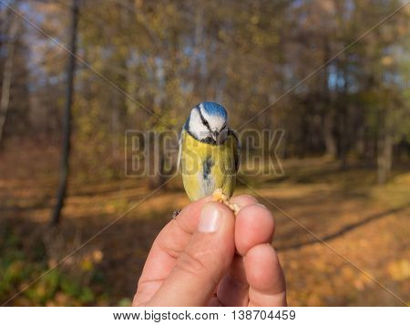 man feeding bluetit with nuts in autumn