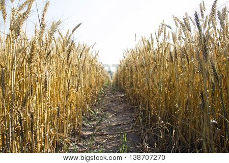 the path along a field of summer wheat