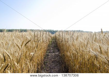 the path along a field of summer wheat