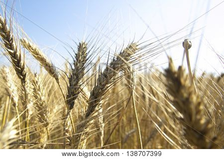 Golden wheat field at Sunny summer day