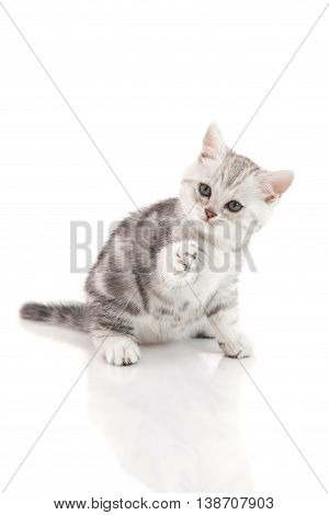 Cute American Shorthair kitten catching on white background isolated