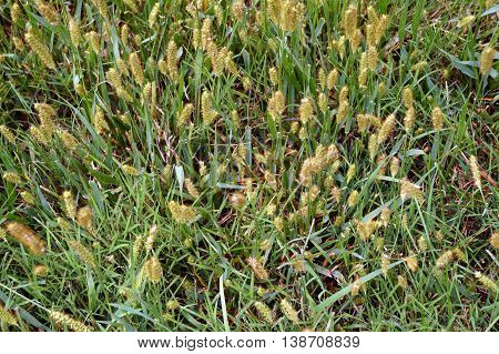 Yellow foxtail (Setaria pumila), also known as yellow bristle-grass, pigeon grass, and cattail grass, grows on a lawn near the Du Page River in Shorewood, Illinois.