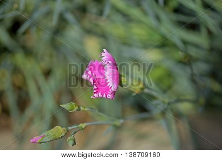 Macro photograph of wild pink carnation flower (Dianthus caryophyllus) on natural background