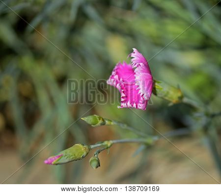 Macro photograph of wild pink carnation flower (Dianthus caryophyllus) on natural background