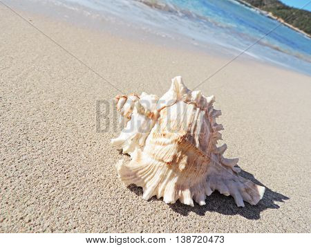 Conch shell at the beach, selective focus on the foreground with copy space. Sand and sea shell.