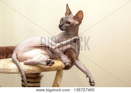 Naked Cat