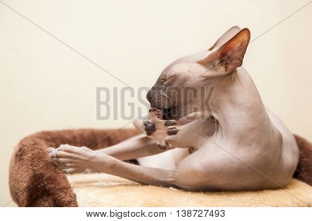 Naked Cat