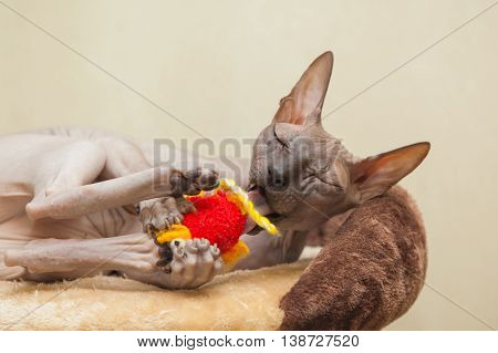 Naked Cat