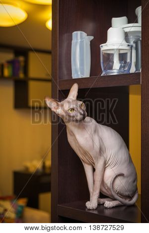 Naked Cat