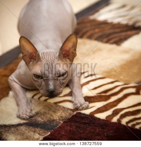 Naked Cat