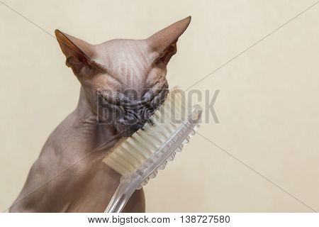 Naked Cat