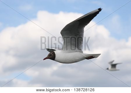 Seagulls