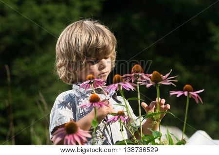 Cute little boy gently touching flowers in the garden