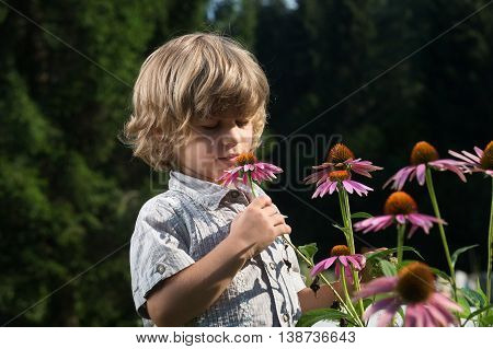 Cute little boy smelling Echinacea purpurea flowers in the garden