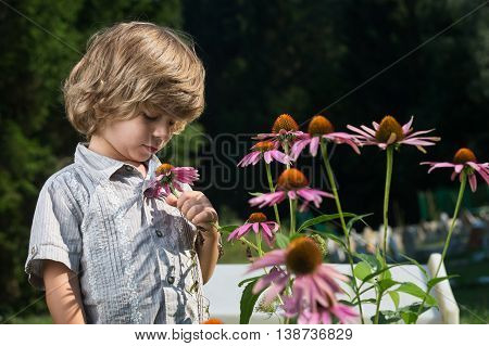 Cute little boy smelling Echinacea purpurea flowers in the garden