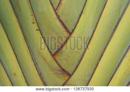 Petiole pattern of banana tree  Green natural background