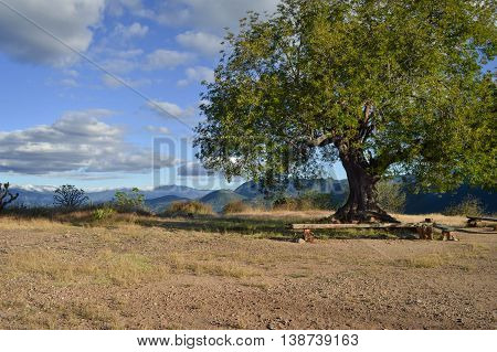 Tree and mountainous landscape by Hierve el agua hot springs near Oaxaca Mexico