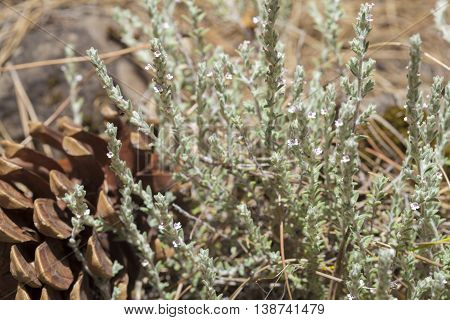 Flora Of Gran Canaria, Flowering Micromeria