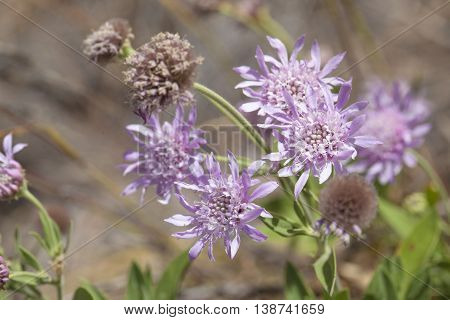 Mountain Scabious Flowers