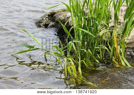 Blue dragonfly on reeds near the water