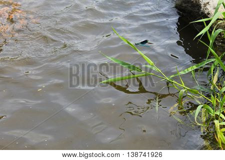 Blue dragonfly on reeds near the water