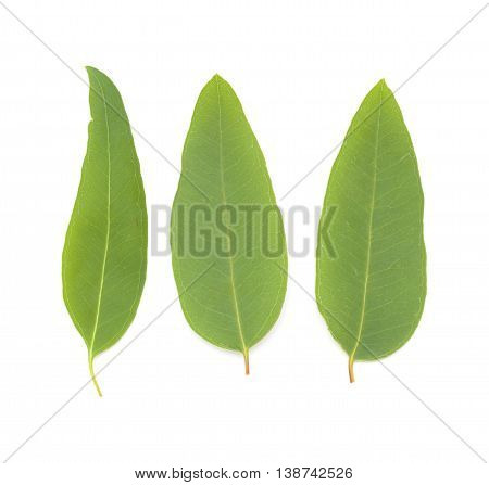 Fresh Eucalypus Leaves Isolated On White Background