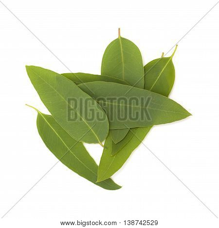 Fresh Eucalypus Leaves Isolated On White