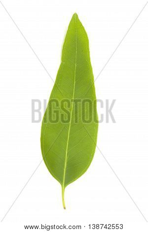 Fresh Eucalypus Leaves Isolated On White Background