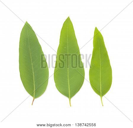 Fresh Eucalypus Leaves Isolated On White Background