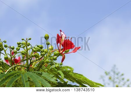 Delonix Regia Flowers