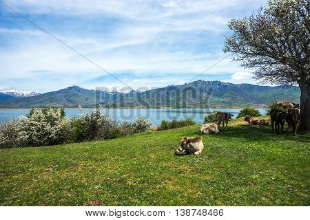 Cows On Island Of St. Ahileos At Lake Prespa, Greece