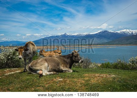 Cows On Island Of St. Ahileos At Lake Prespa, Greece