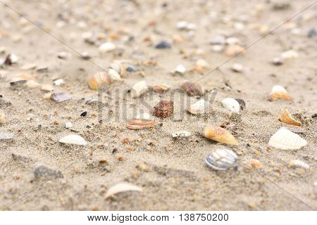 Sea shells at the beach, selective focus on the foreground with copy space. Sand and sea shells.
