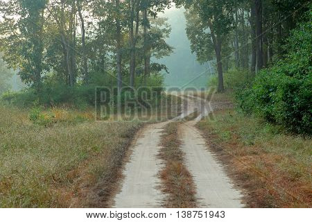 Road through forest on a misty morning, Kanha National Park, India