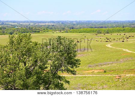 CANTON, KANSAS, USA - MAY 17, 2015: Distant view of the buffalo herd in Maxwell Wildlife Refuge near Canton.