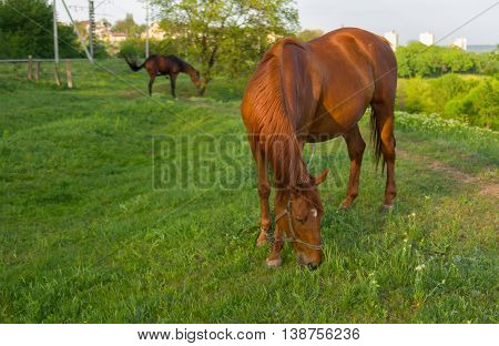 Horses on a spring pasture at evening time