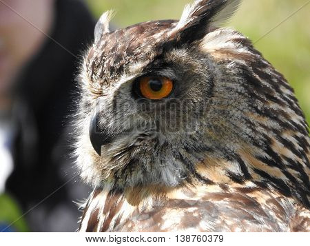 Eagle Owl, sitting in daylight. Stor Hornugle i dagslys