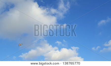 a flying kite in a blue sunny sky