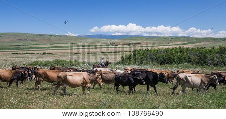 cows on the field being led by a horseman