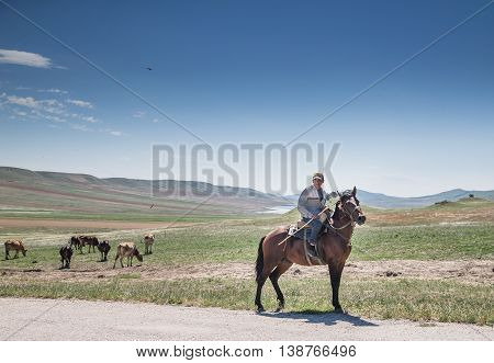 cows on the field being led by a horseman