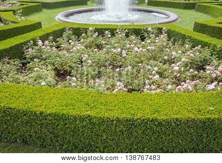 evergreen boxwood (Buxus sempervirens) hedge adorn a rose garden