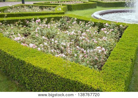 evergreen boxwood (Buxus sempervirens) hedge adorn a rose garden