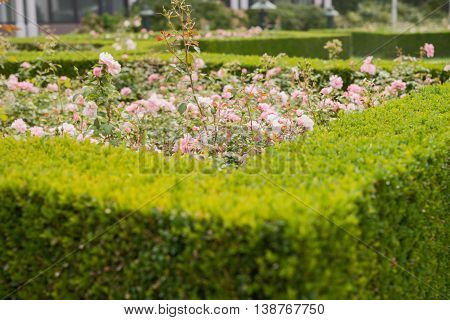 evergreen boxwood (Buxus sempervirens) hedge adorn a rose garden