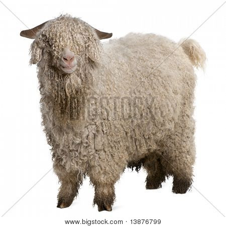 Chèvre angora devant fond blanc