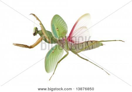 Mantide femmina, Rhombodera Basalis, davanti a sfondo bianco