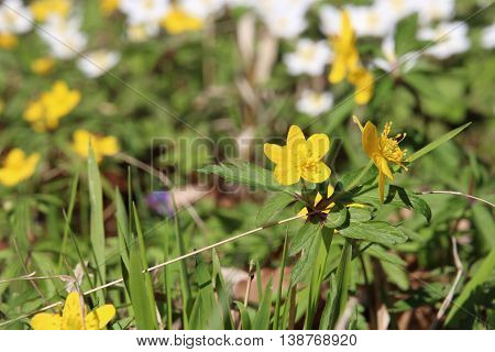 Buttercups on the forest floor in the early springtime