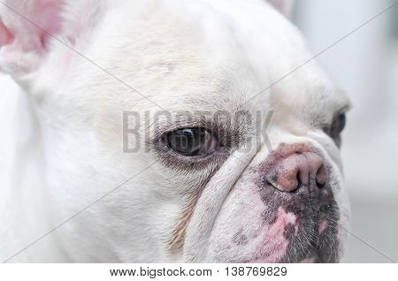 absent-minded French bulldog, a white French bulldog