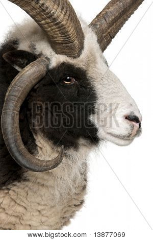 Szczelnie-do góry Multi-horned Jacob Ram, Ovis aries, przed białym tle